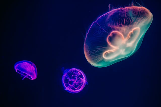 a photo of moon jellyfish